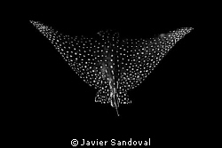 eagle ray back view by Javier Sandoval 